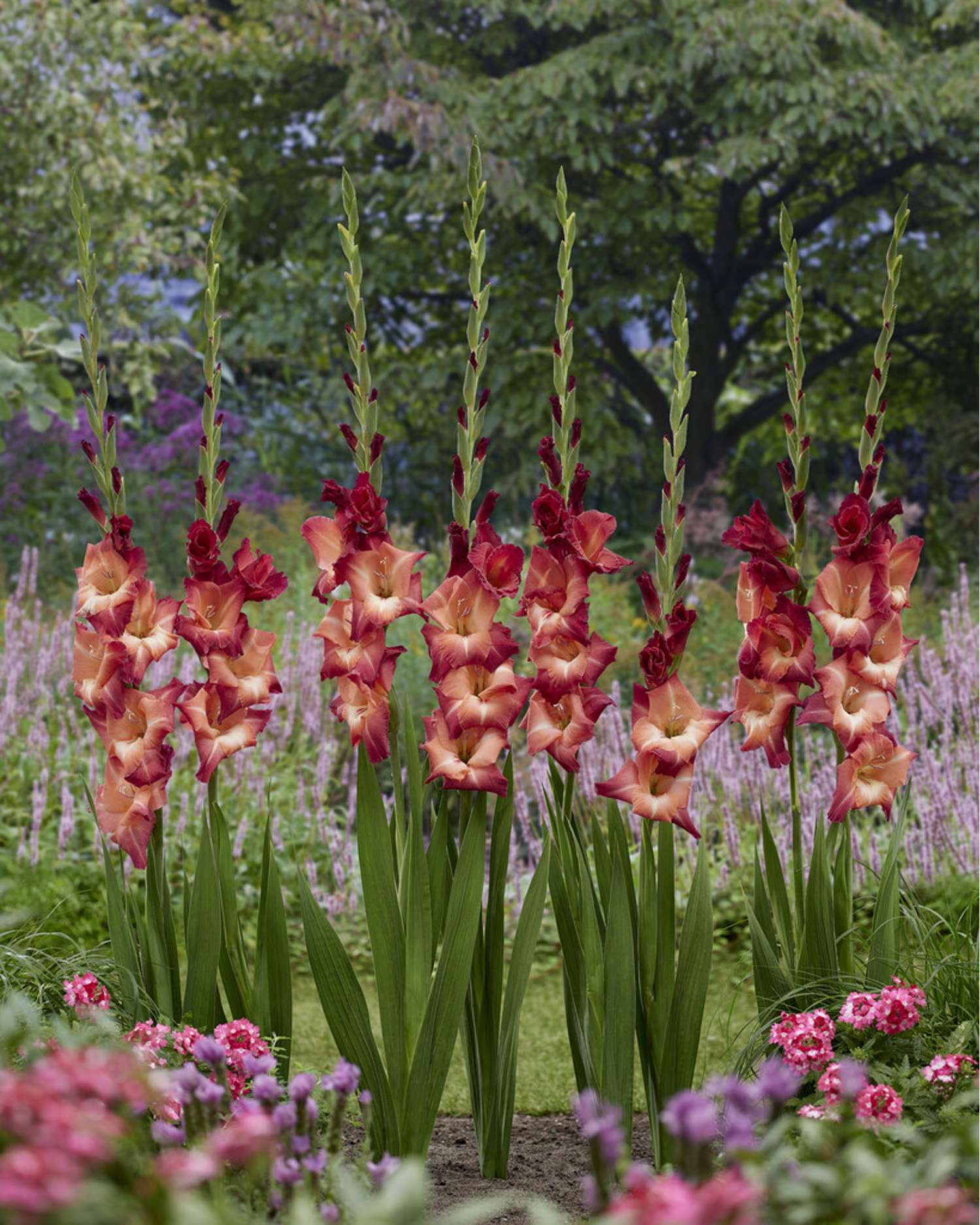 Gladiolus 'Ocaso'